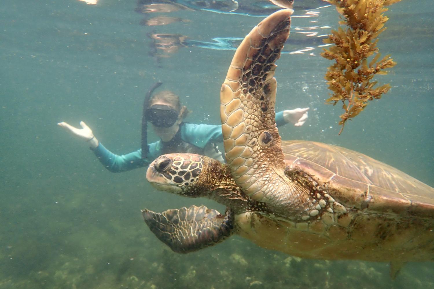 一名<a href='http://0f4s.ngskmc-eis.net'>博彩网址大全</a>学生在Galápagos群岛游学途中与一只巨龟游泳.
